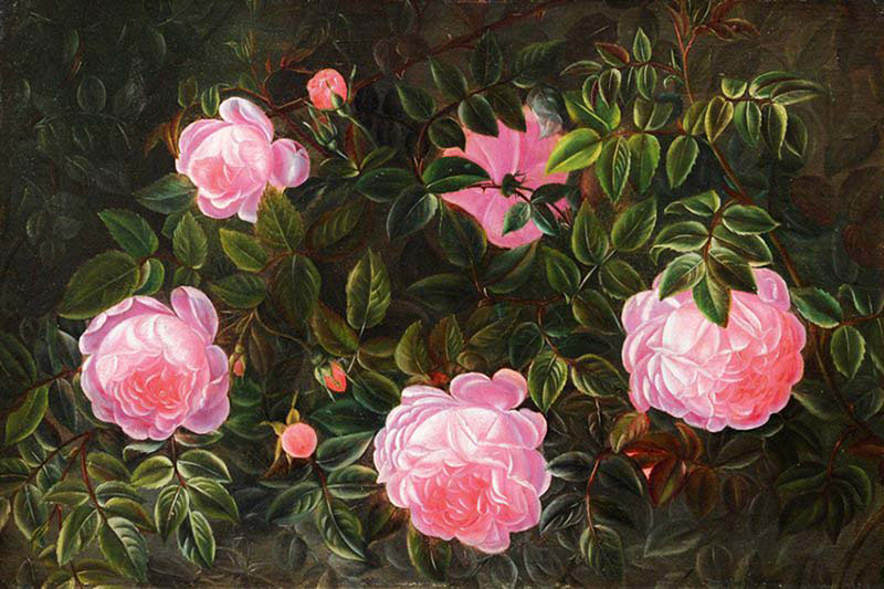 Rose Bush 